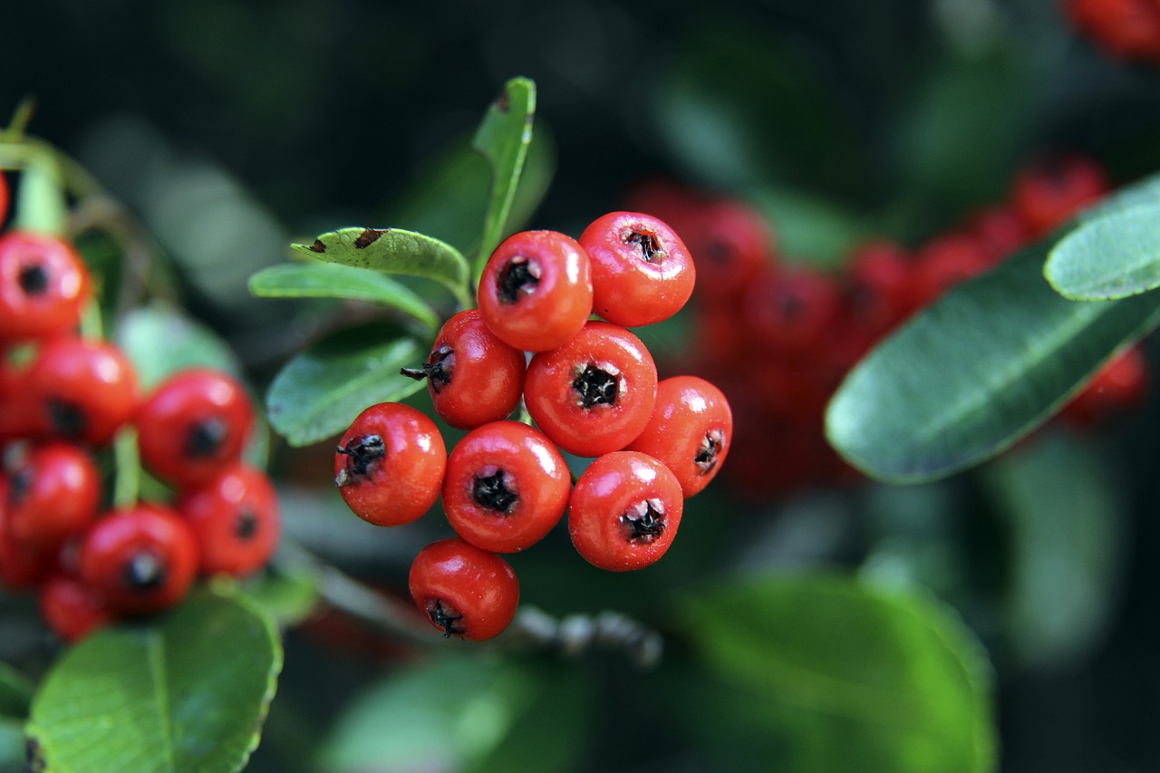 Shams：波波维奇本赛季不会回归 未来是否执教不确定_马刺_亚马因_右肩.